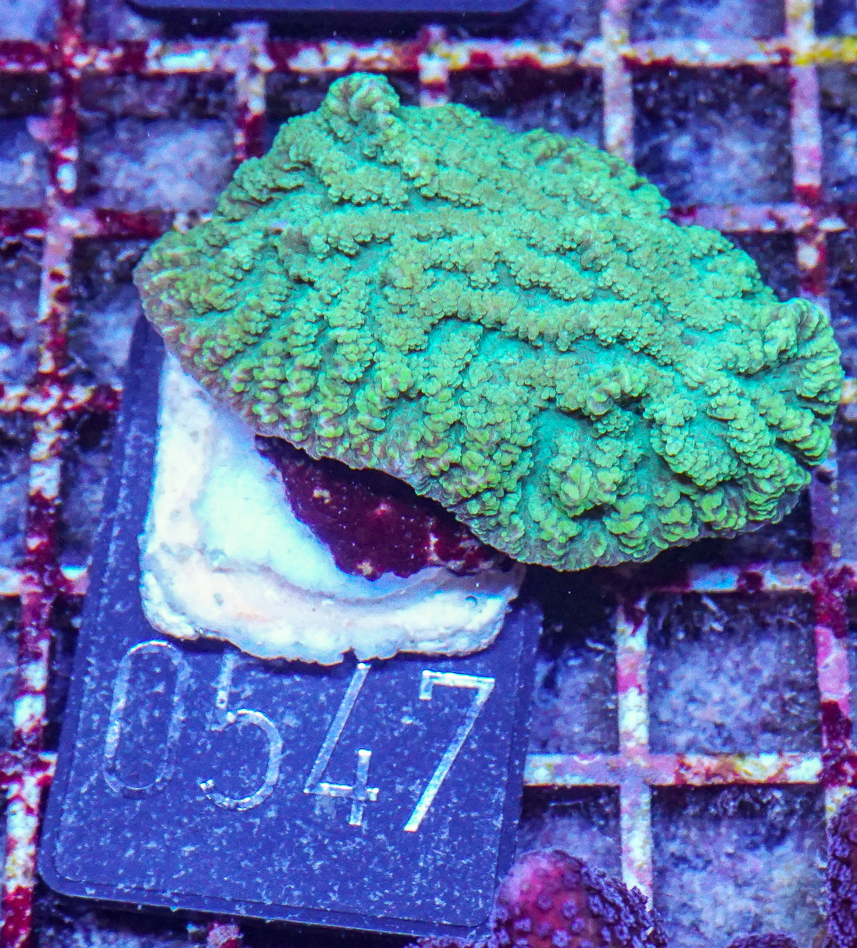 Merulina ampliata