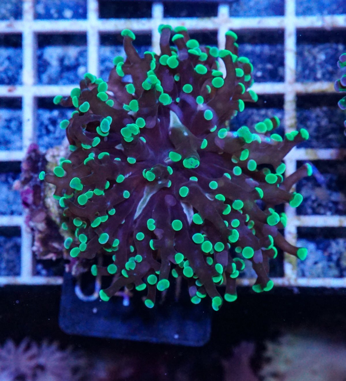 Euphyllia/Fimbriaphyllia yaeyamaensis