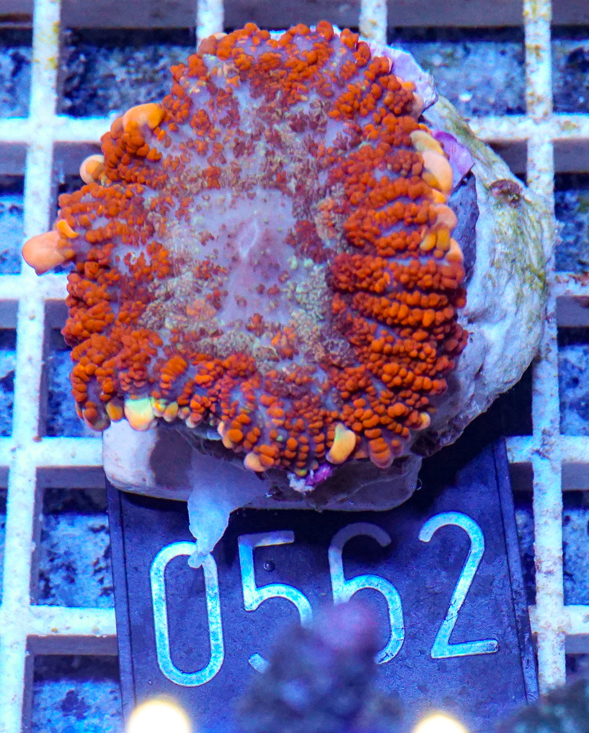 Rhodactis inchoata