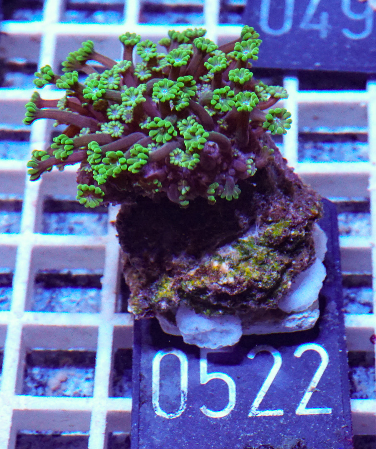 Alveopora sp. "grün"