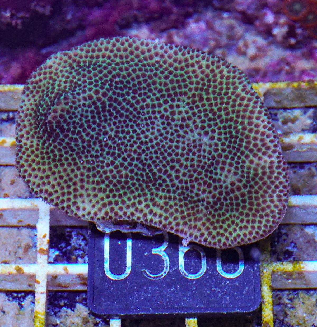 Porites lobata