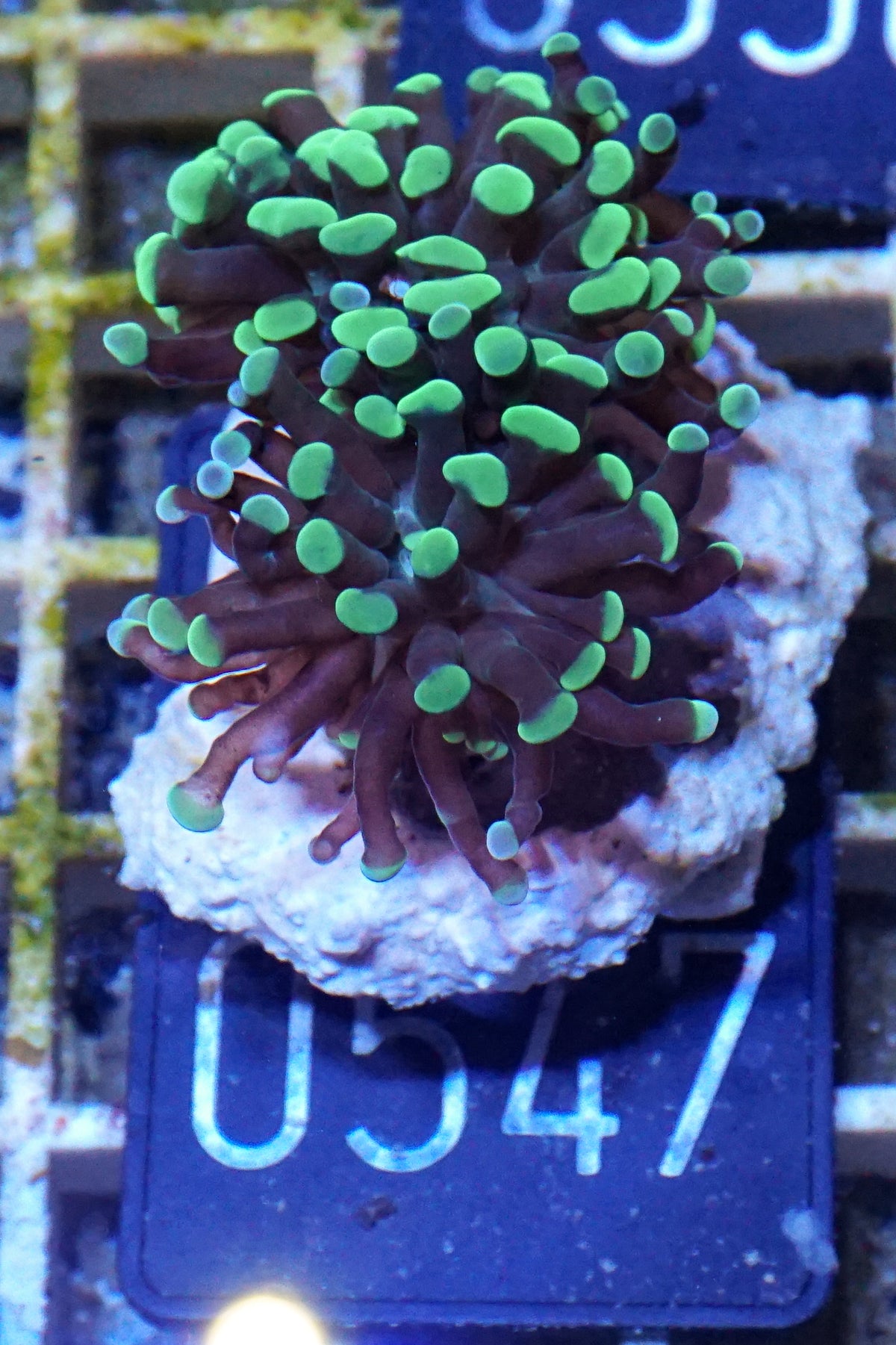 Euphyllia/Fimbriaphyllia paraancora