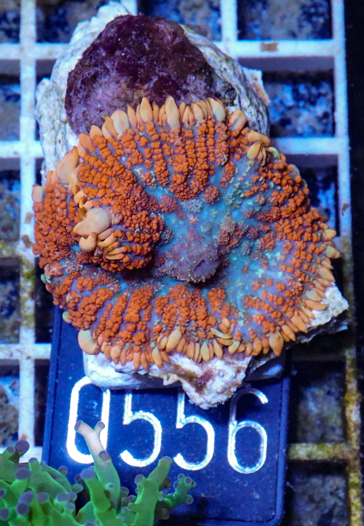 Rhodactis inchoata
