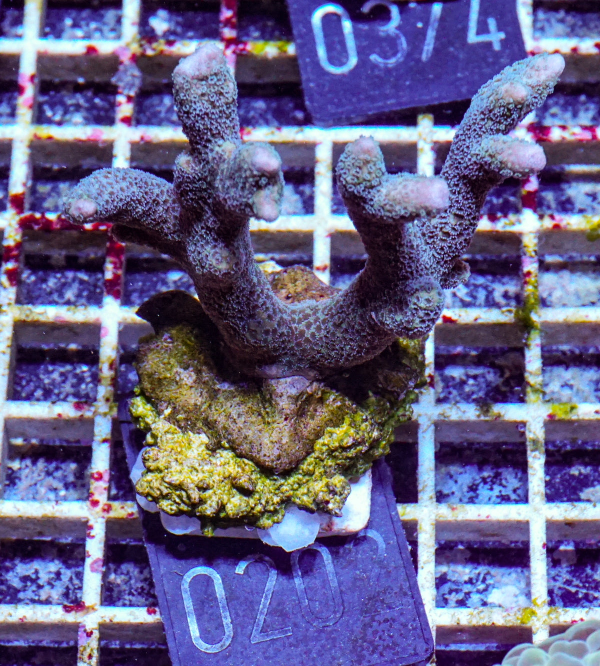 Montipora gaimardi