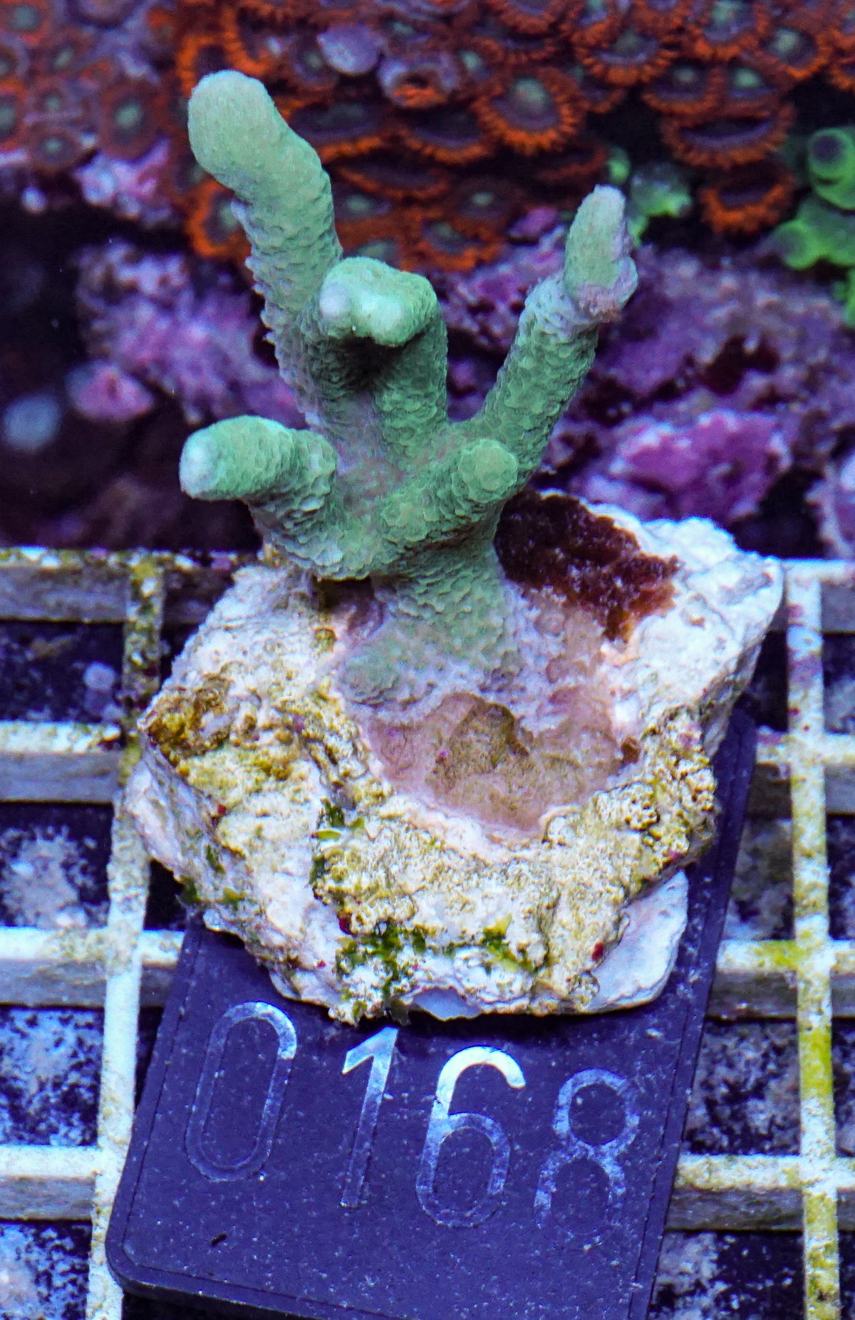 Montipora digitata grün