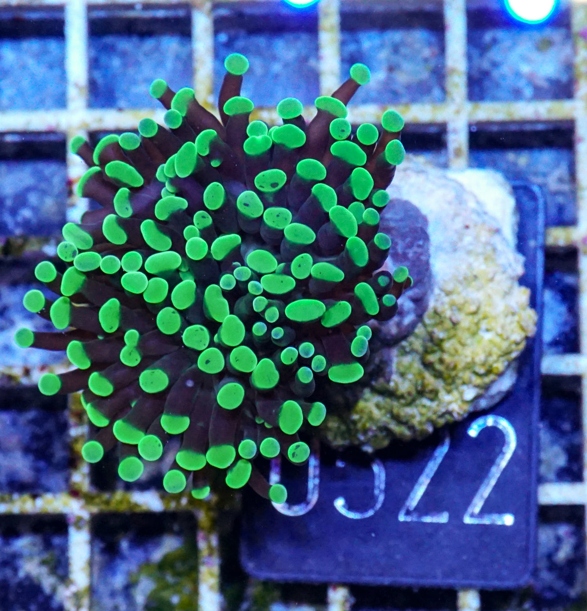 Euphyllia/Fimbriaphyllia paraancora