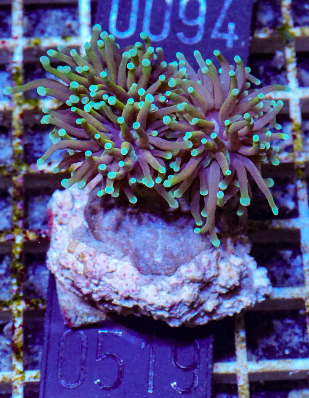 Euphyllia glabrescens "Dragon soul"