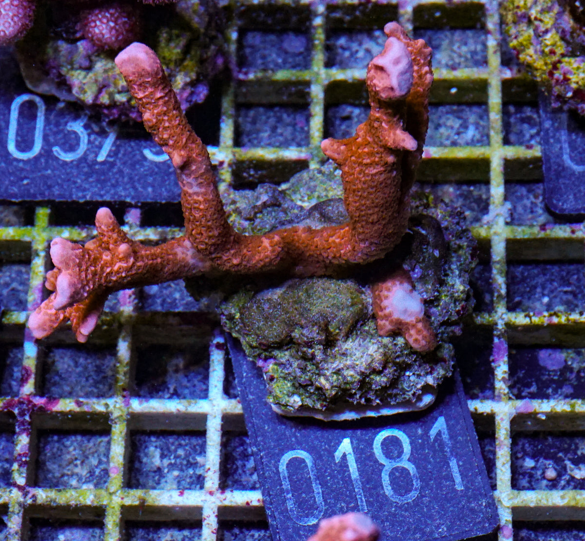 Montipora altasepta "digitata" rot