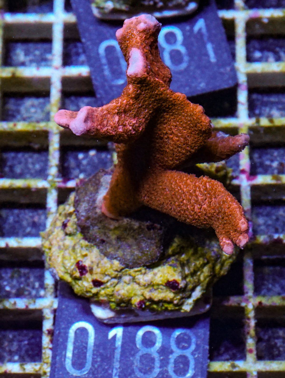 Montipora altasepta "digitata" rot
