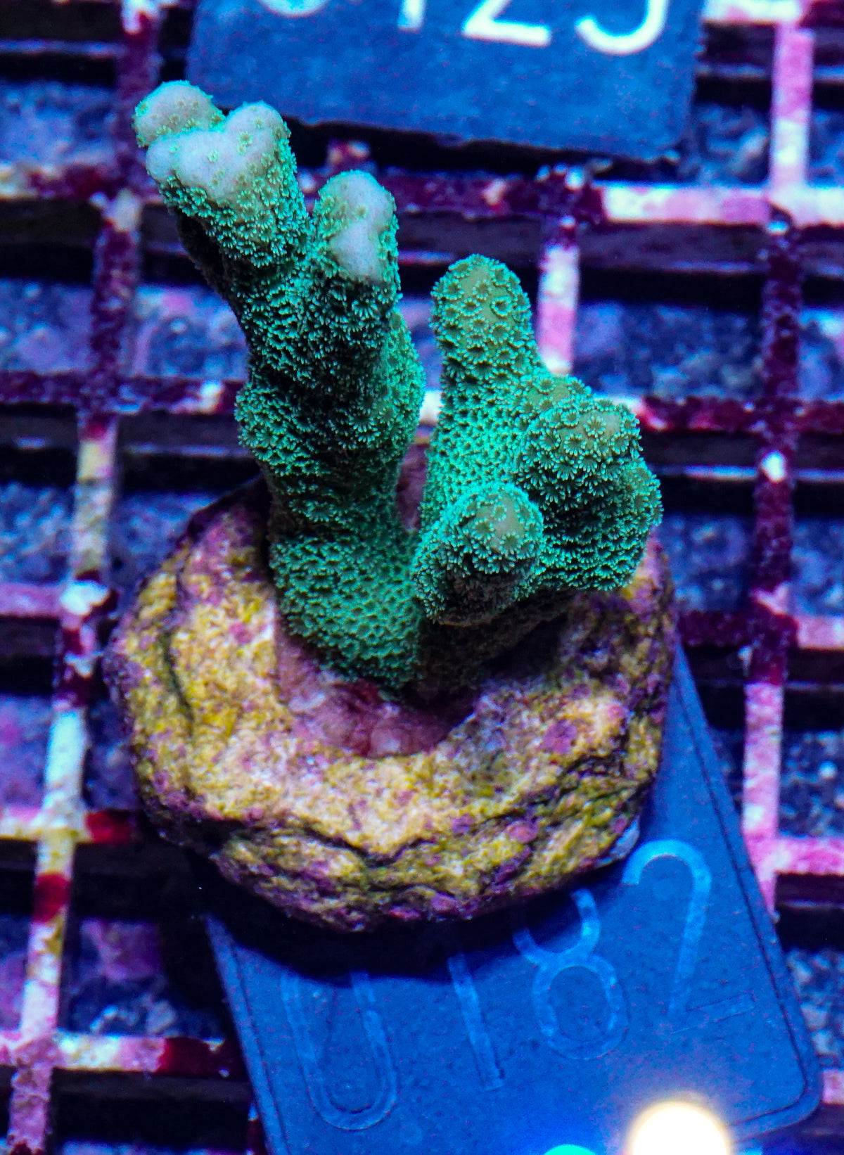 Montipora digitata grün