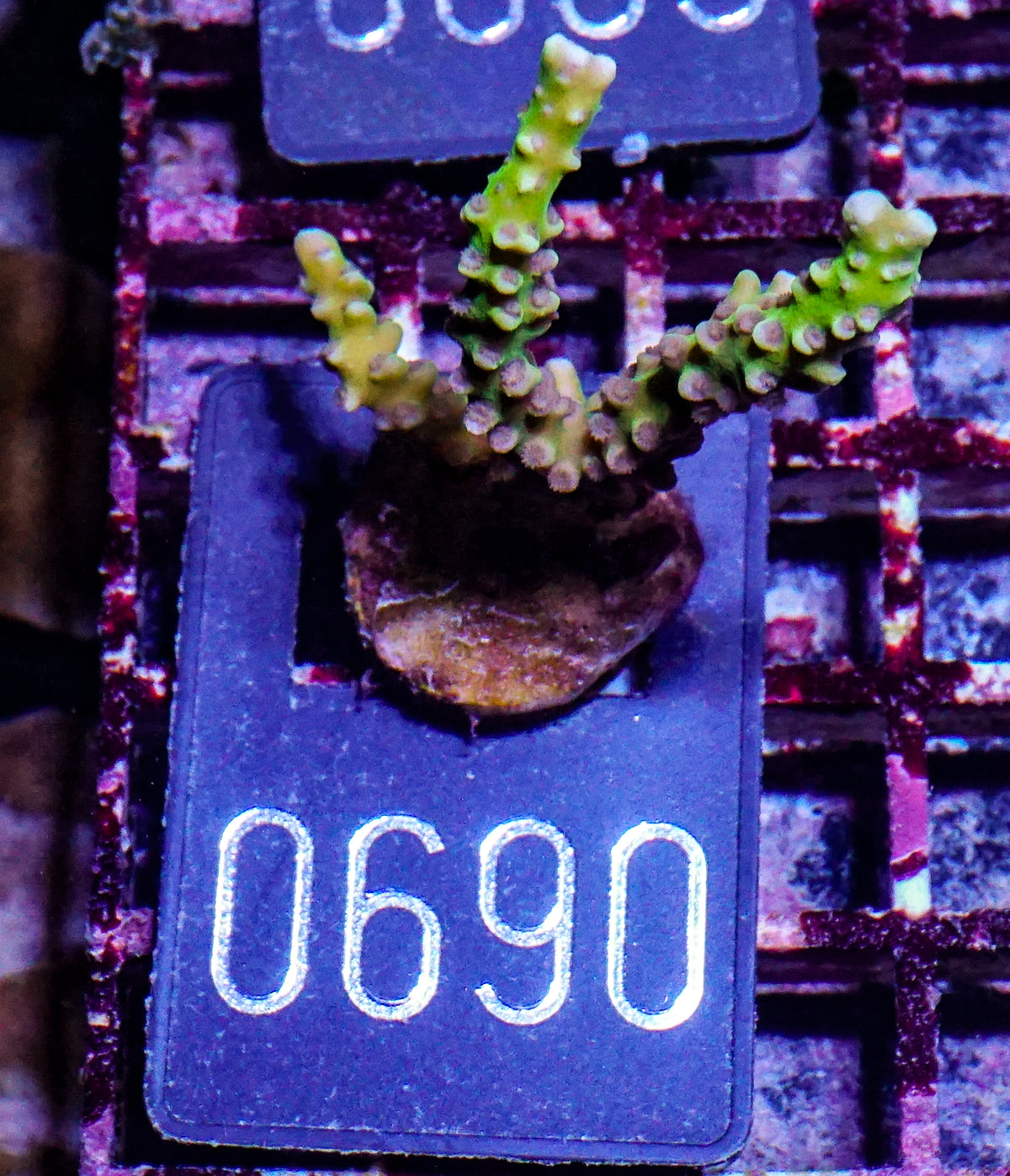 Anacropora forbesi "rare"