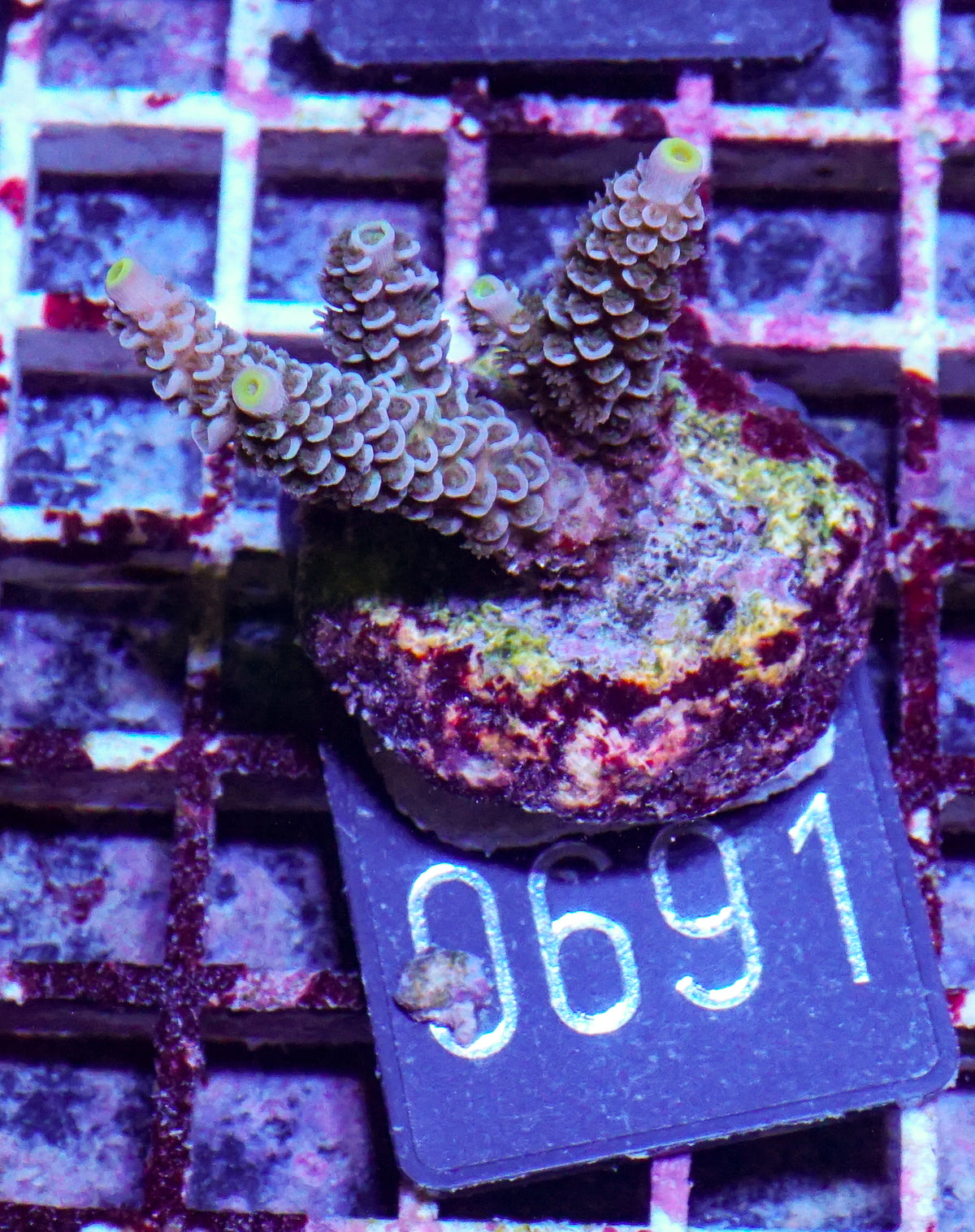 Acropora tenuis „Walt Disney art"