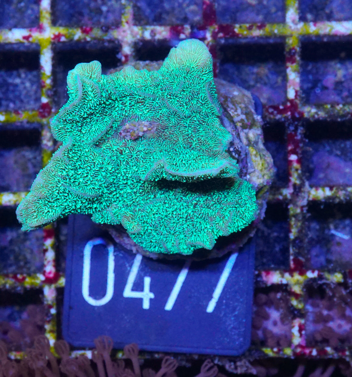 Pavona decussata