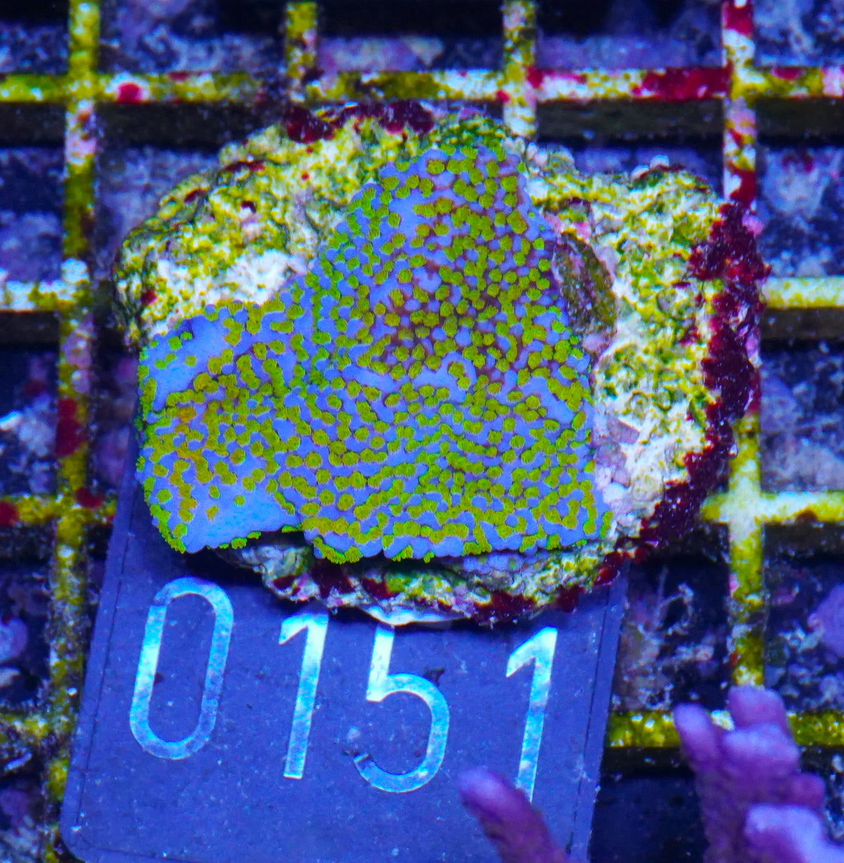 Montipora mollis "rainbow"