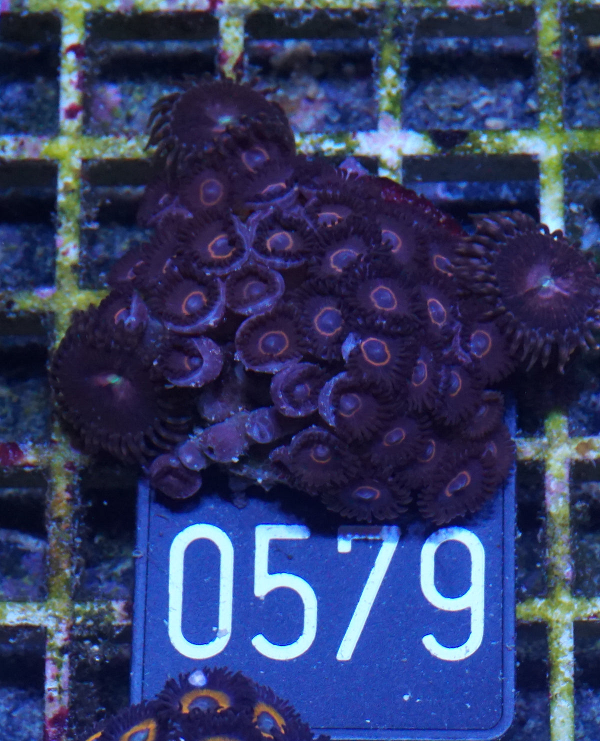 Zoanthus sp.