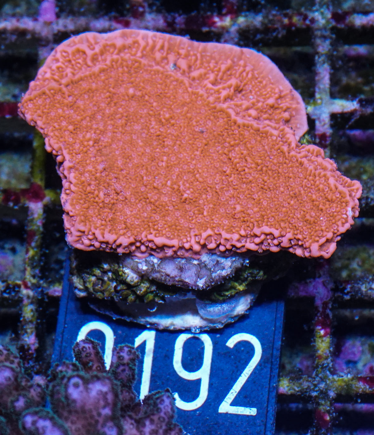 Montipora foliosa