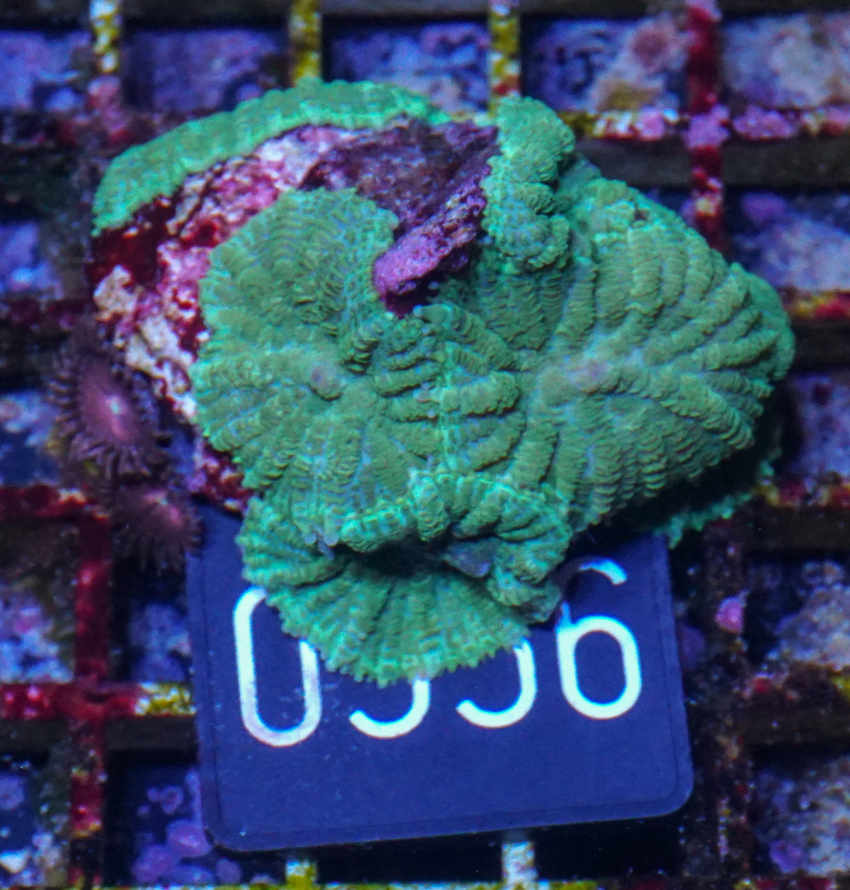 Rhodactis sp.