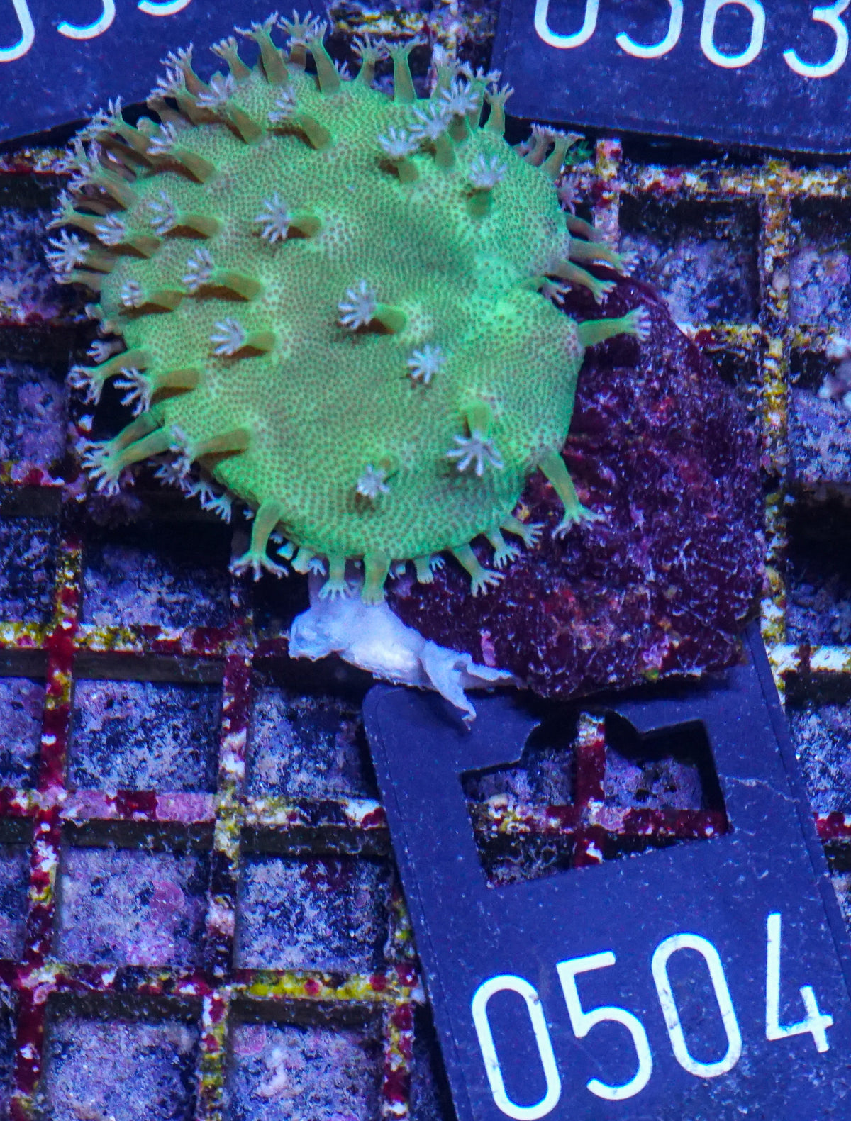 Sarcophyton tenuispiculatum