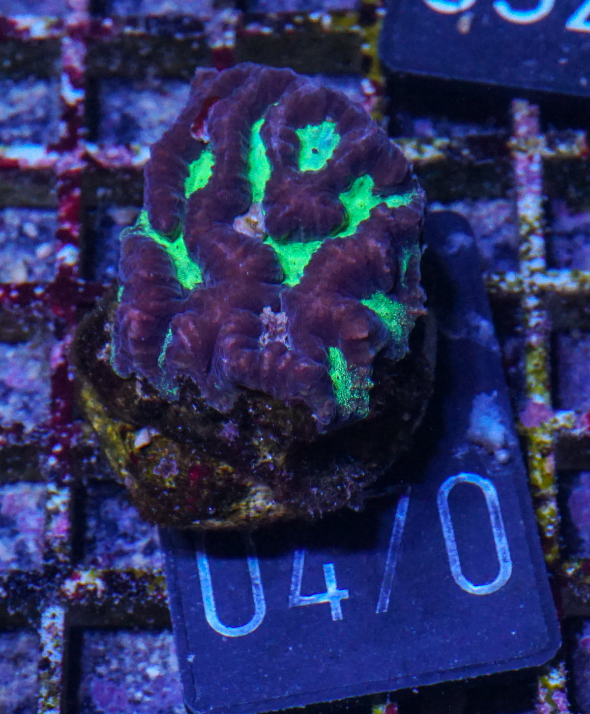 Platygyra acuta
