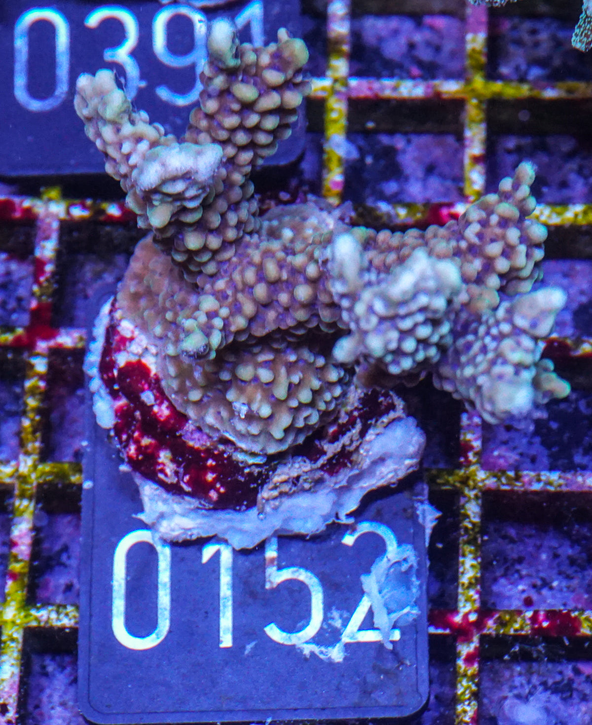 Montipora verrucosa