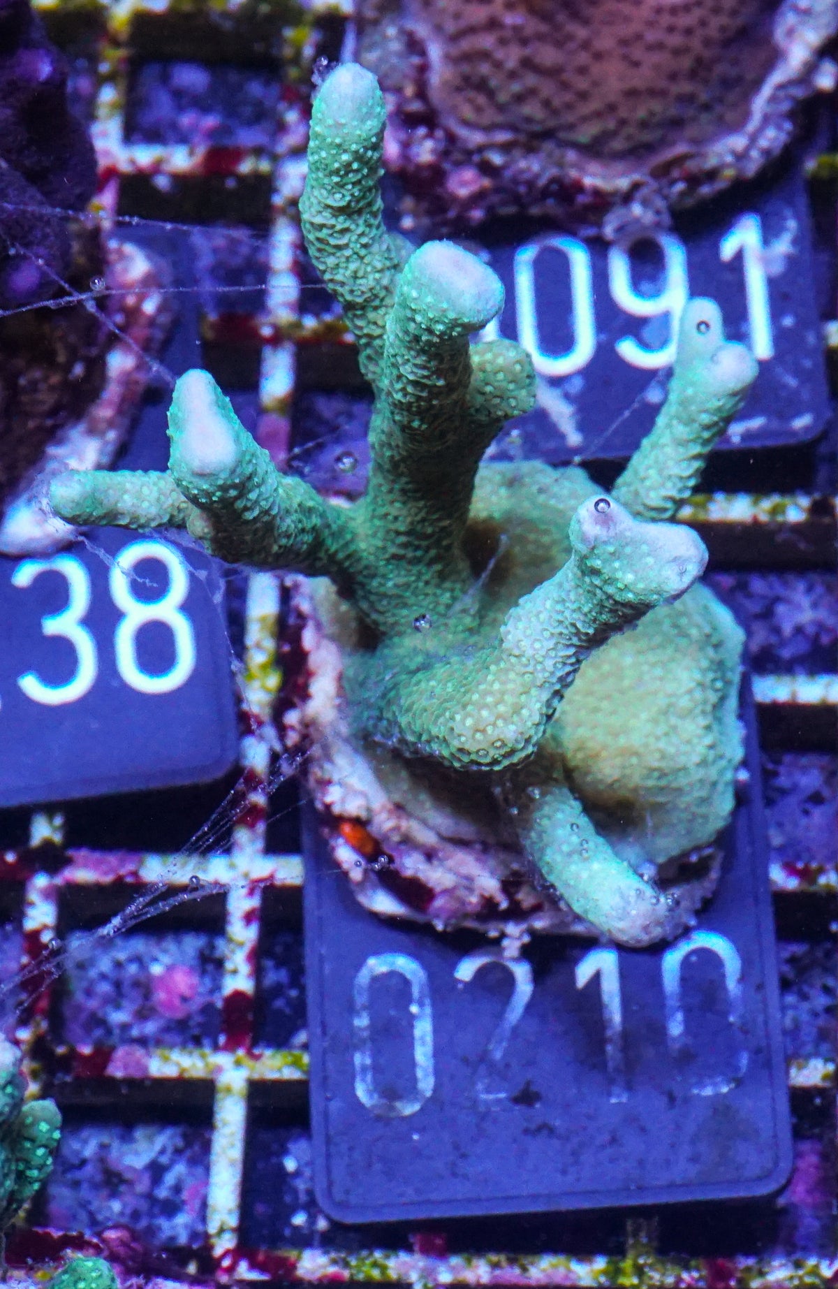 Montipora digitata grün