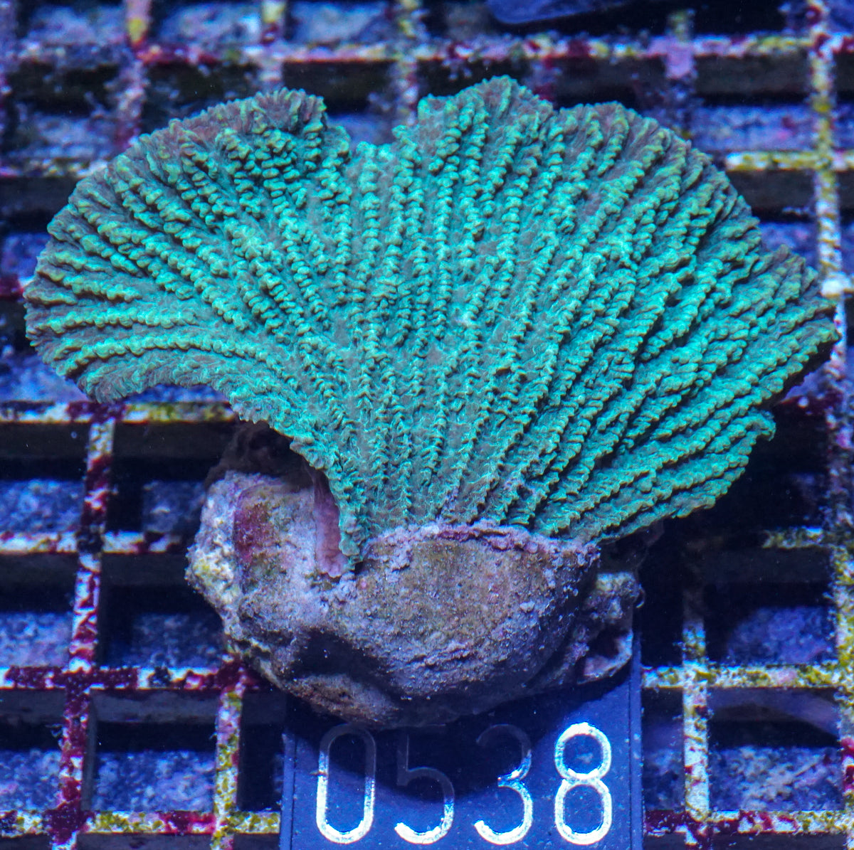 Merulina ampliata