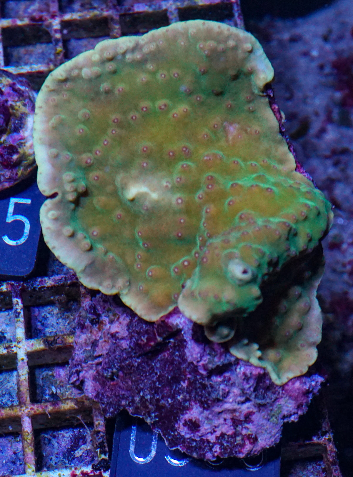 Turbinaria frodens