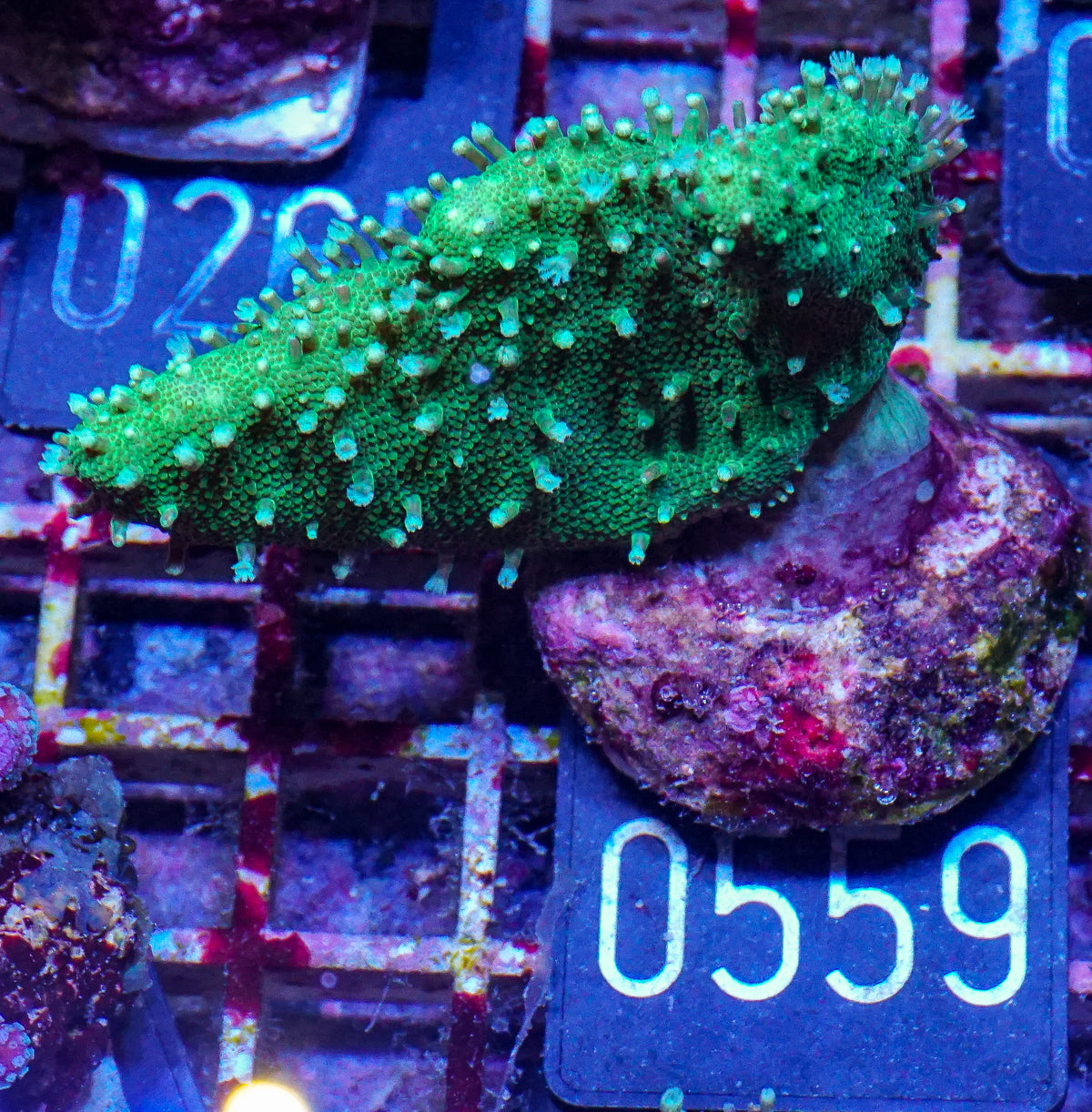 Lobophytum sp. "grün"