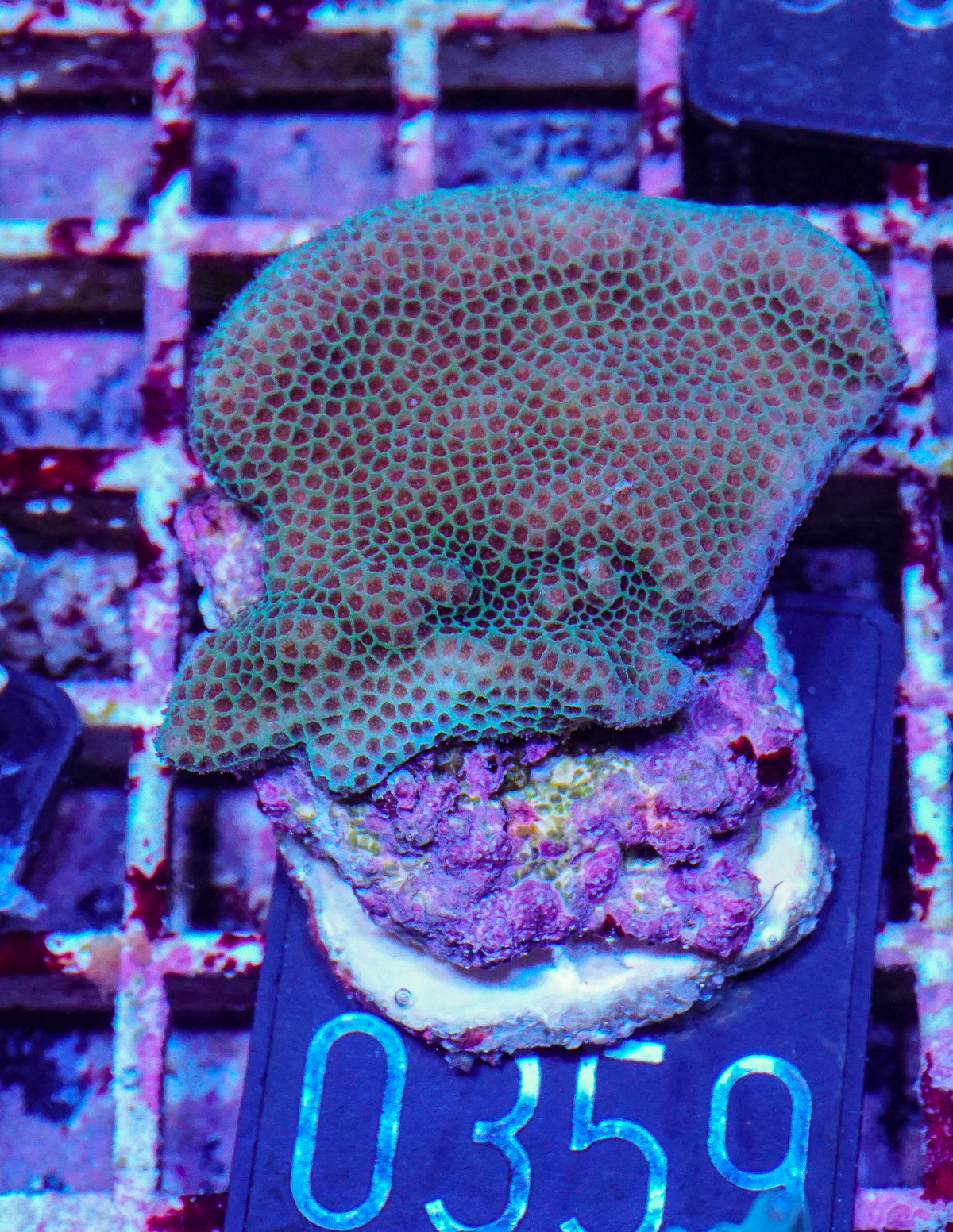 Porites lobata