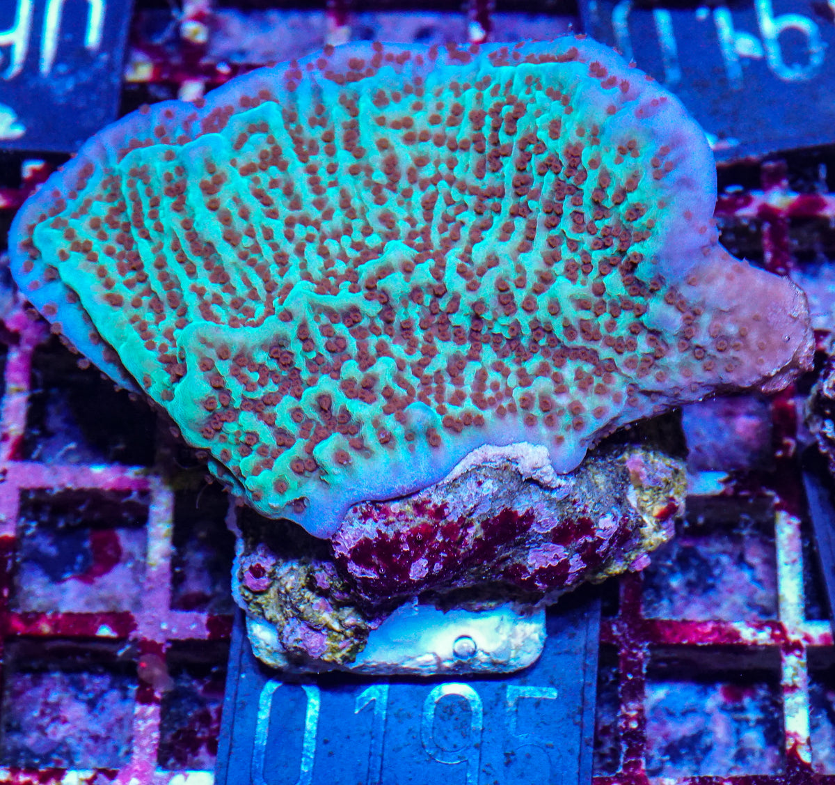 Montipora undata "Jedi mind trick"
