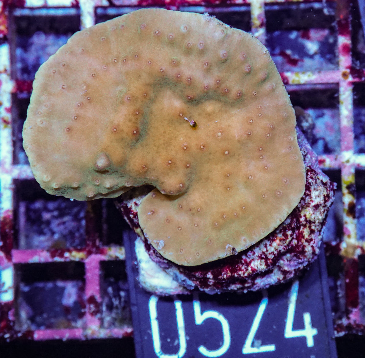 Turbinaria frodens