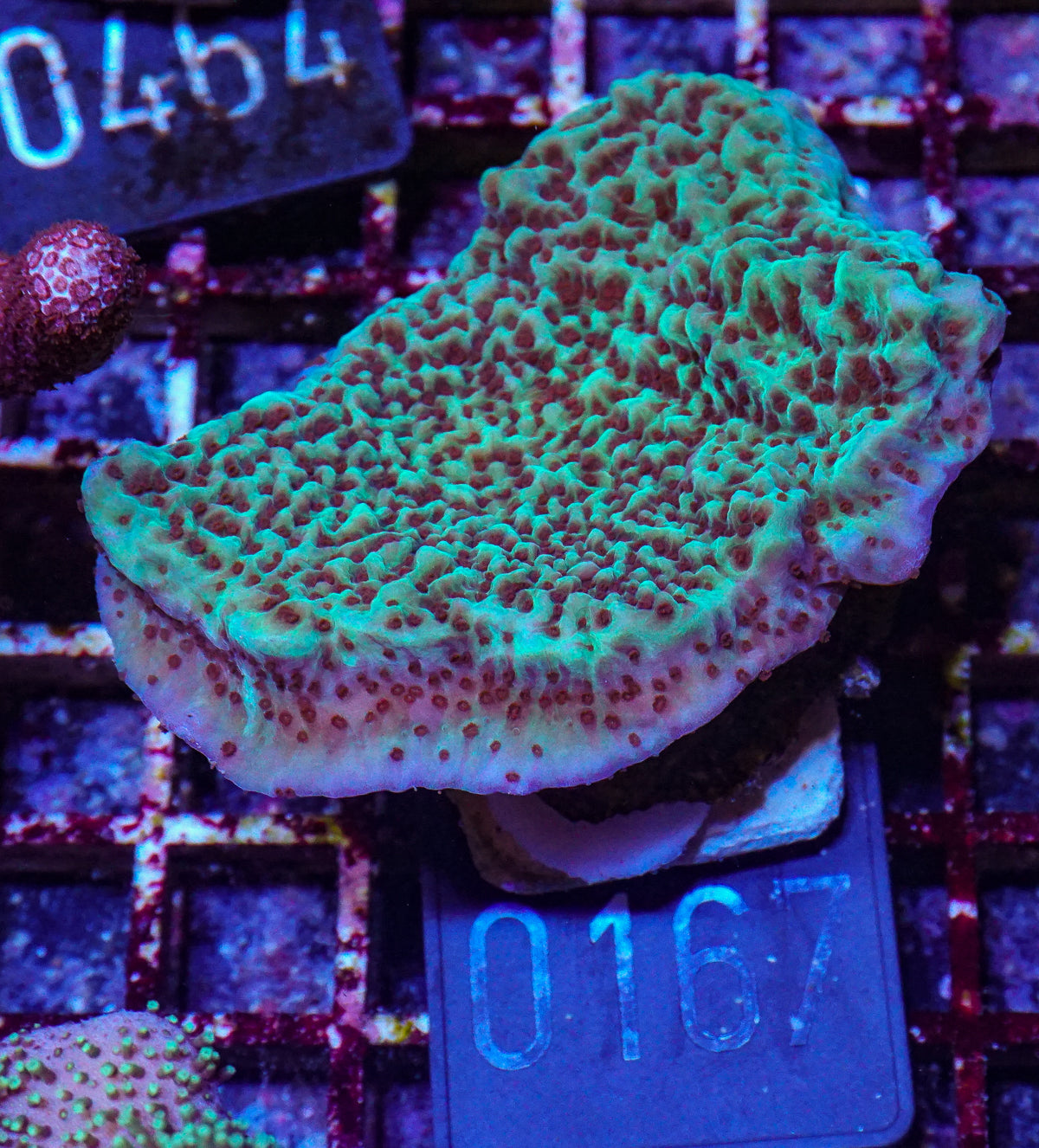Montipora undata "Jedi mind trick"