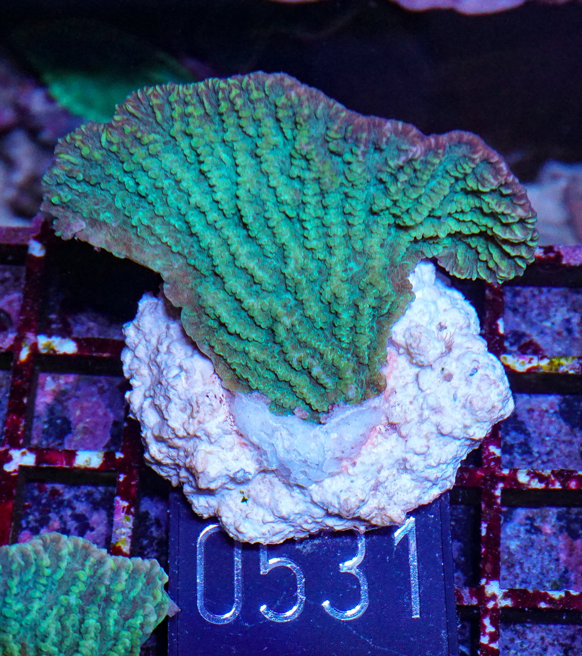 Merulina ampliata