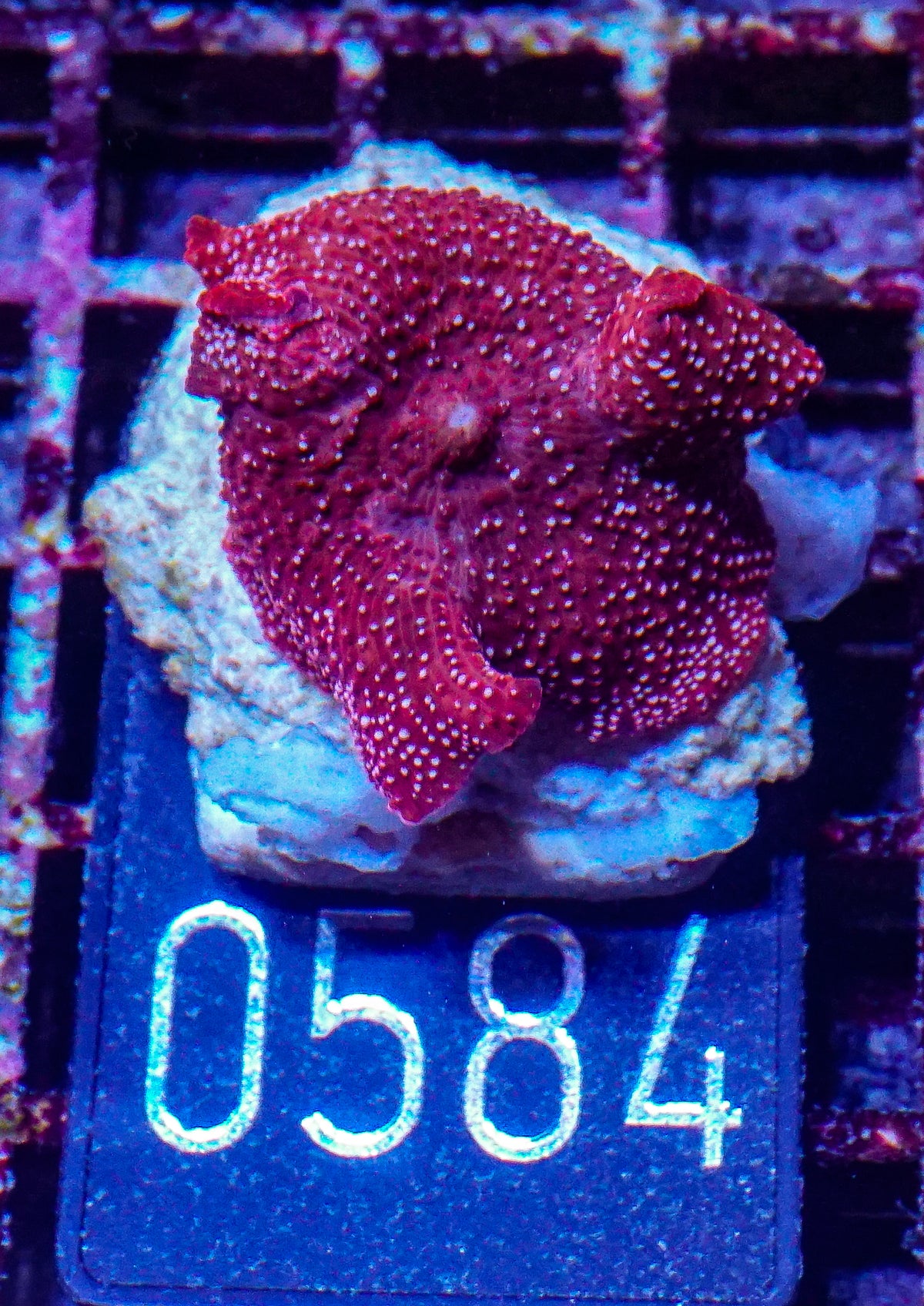 Discosoma sp. "rot"