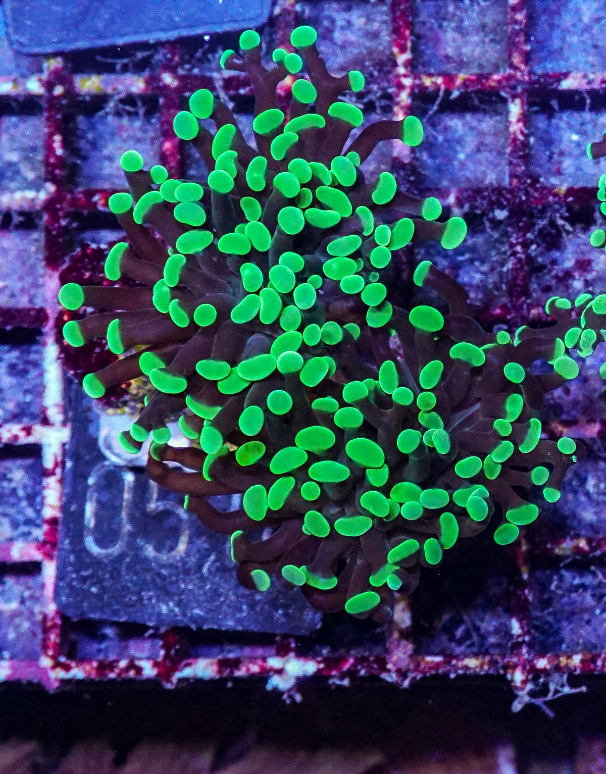 Euphyllia/Fimbriaphyllia paraancora