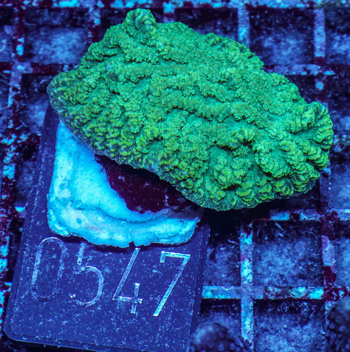 Merulina ampliata
