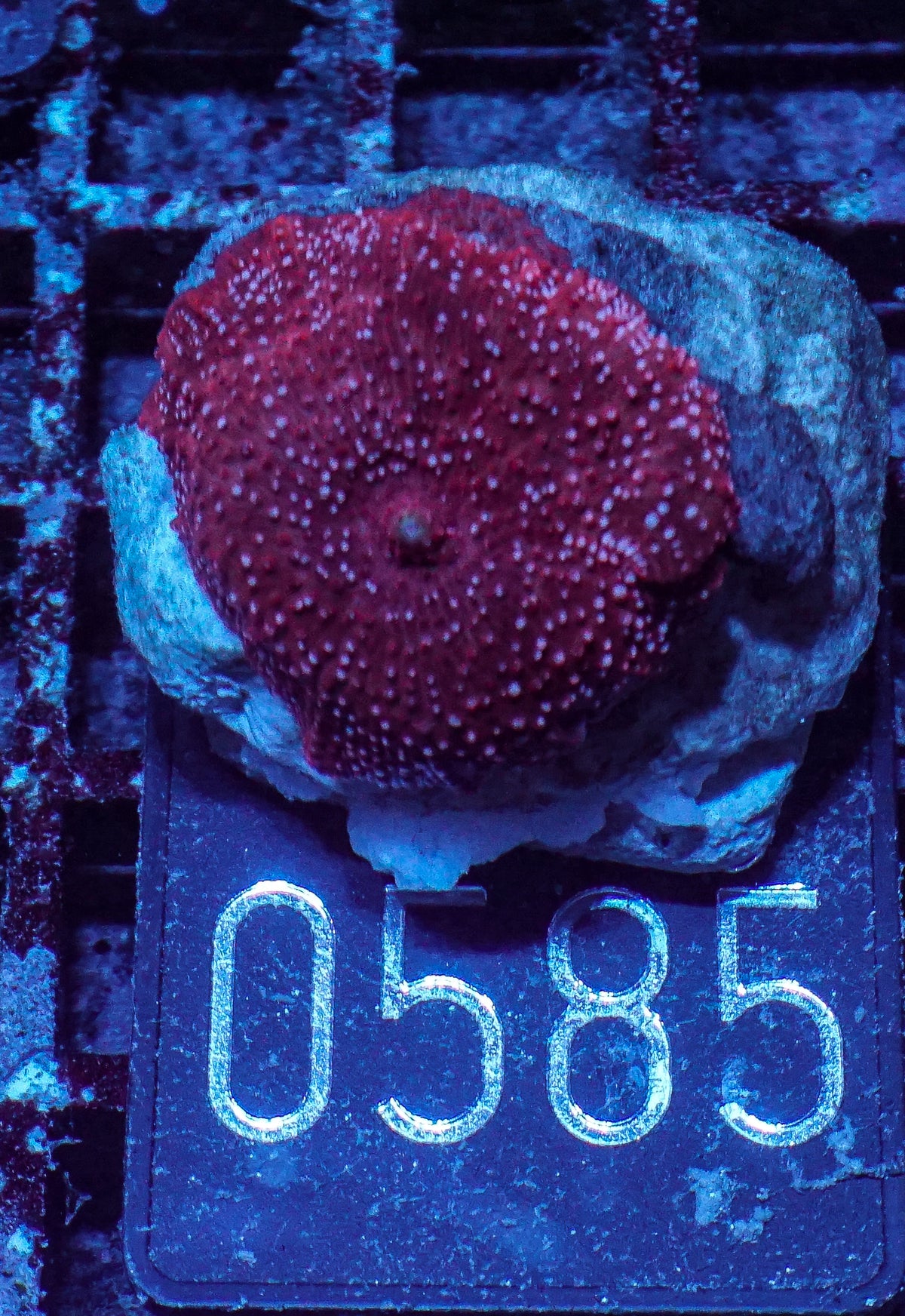Discosoma sp. "rot"