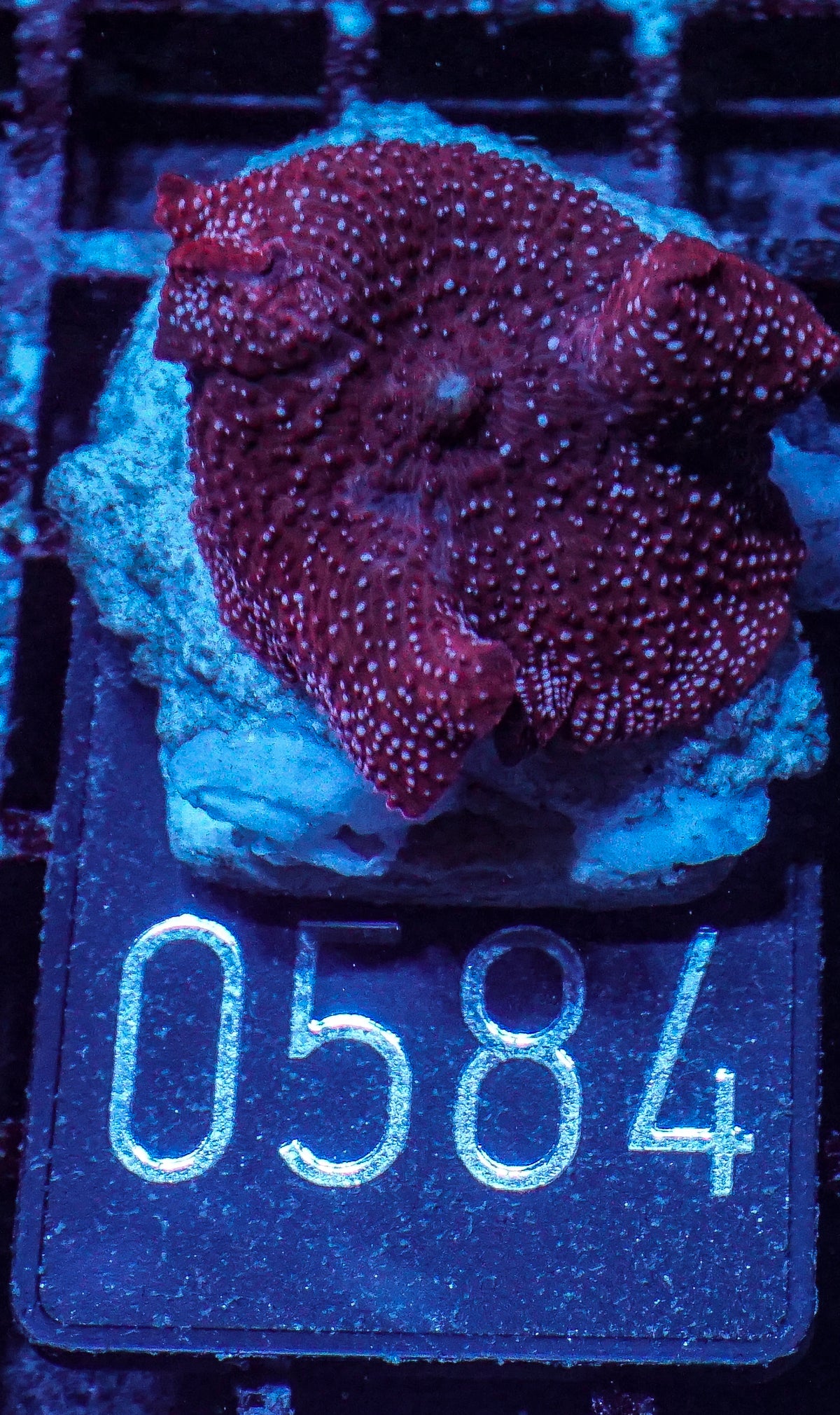 Discosoma sp. "rot"