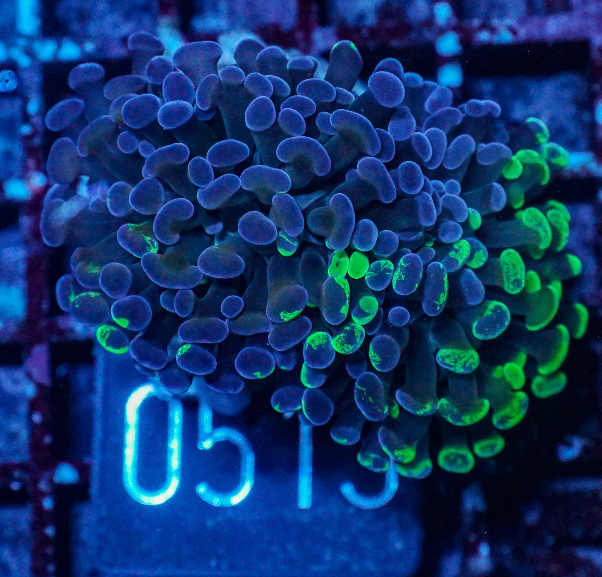 Euphyllia/Fimbriaphyllia paraancora