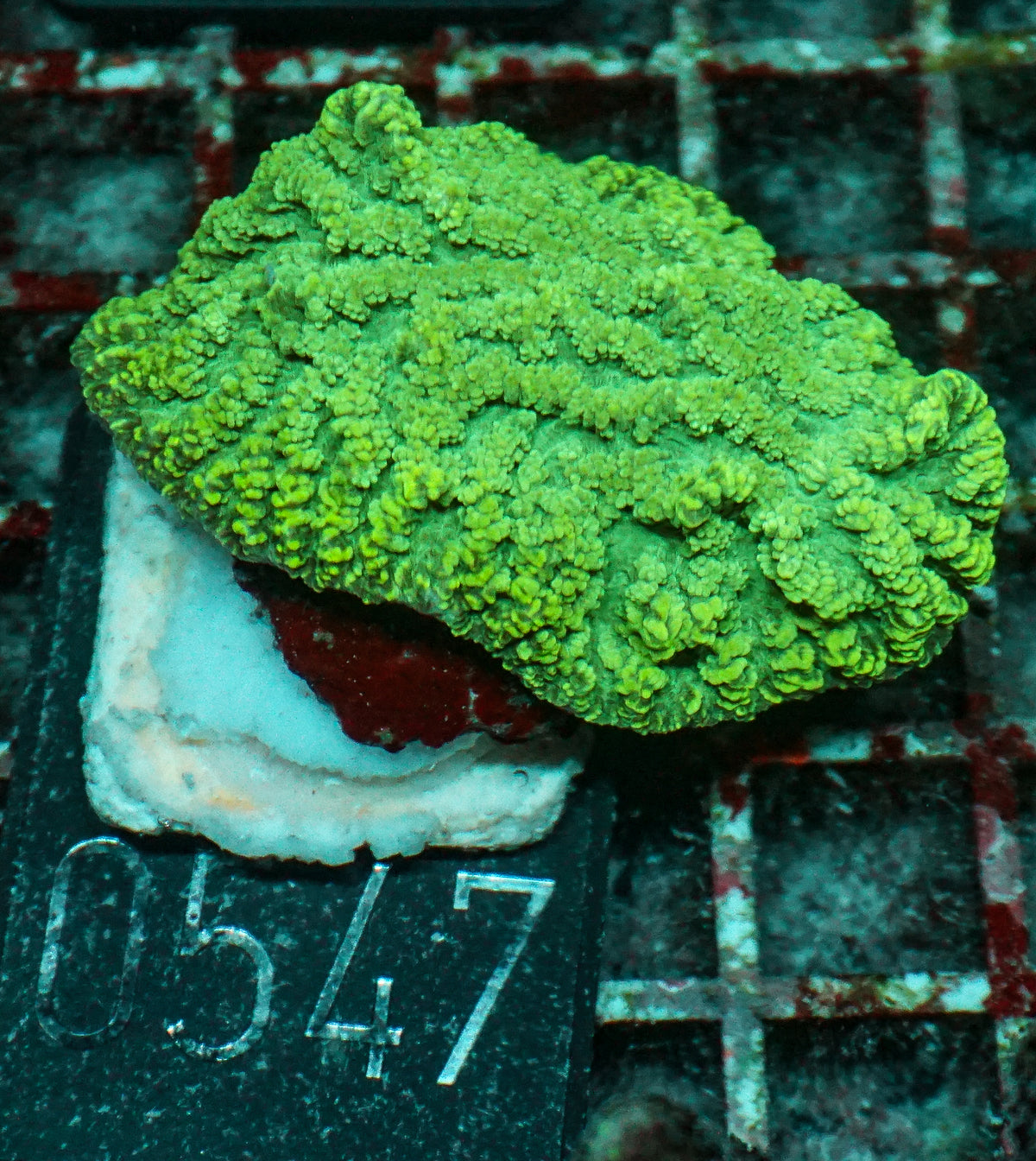 Merulina ampliata