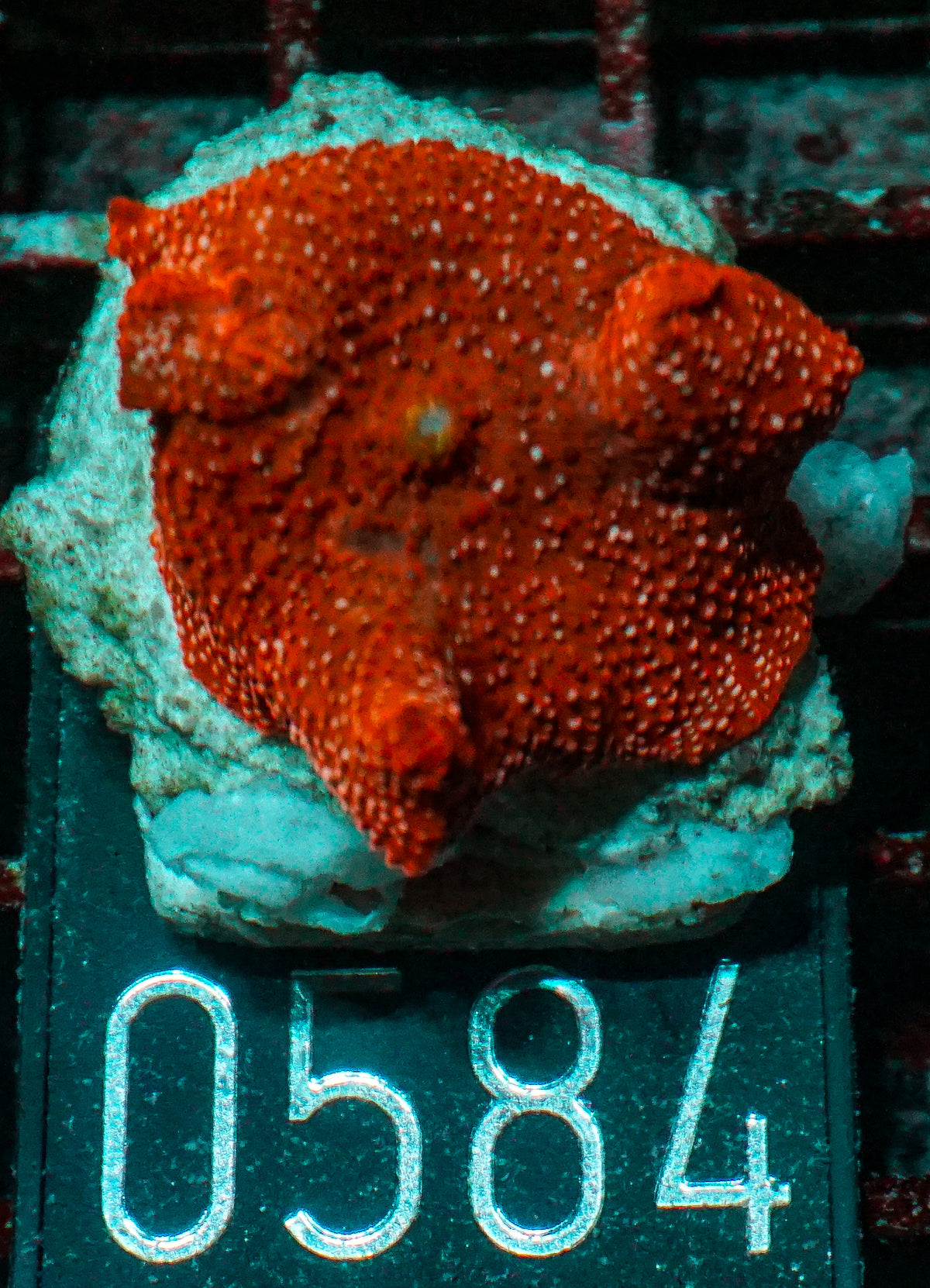 Discosoma sp. "rot"