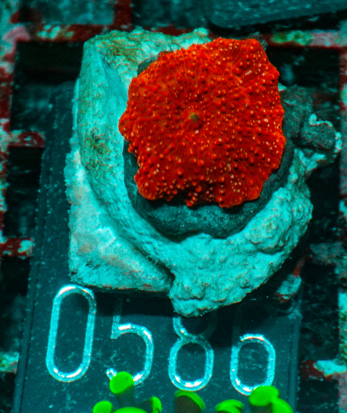 Discosoma sp. "rot"