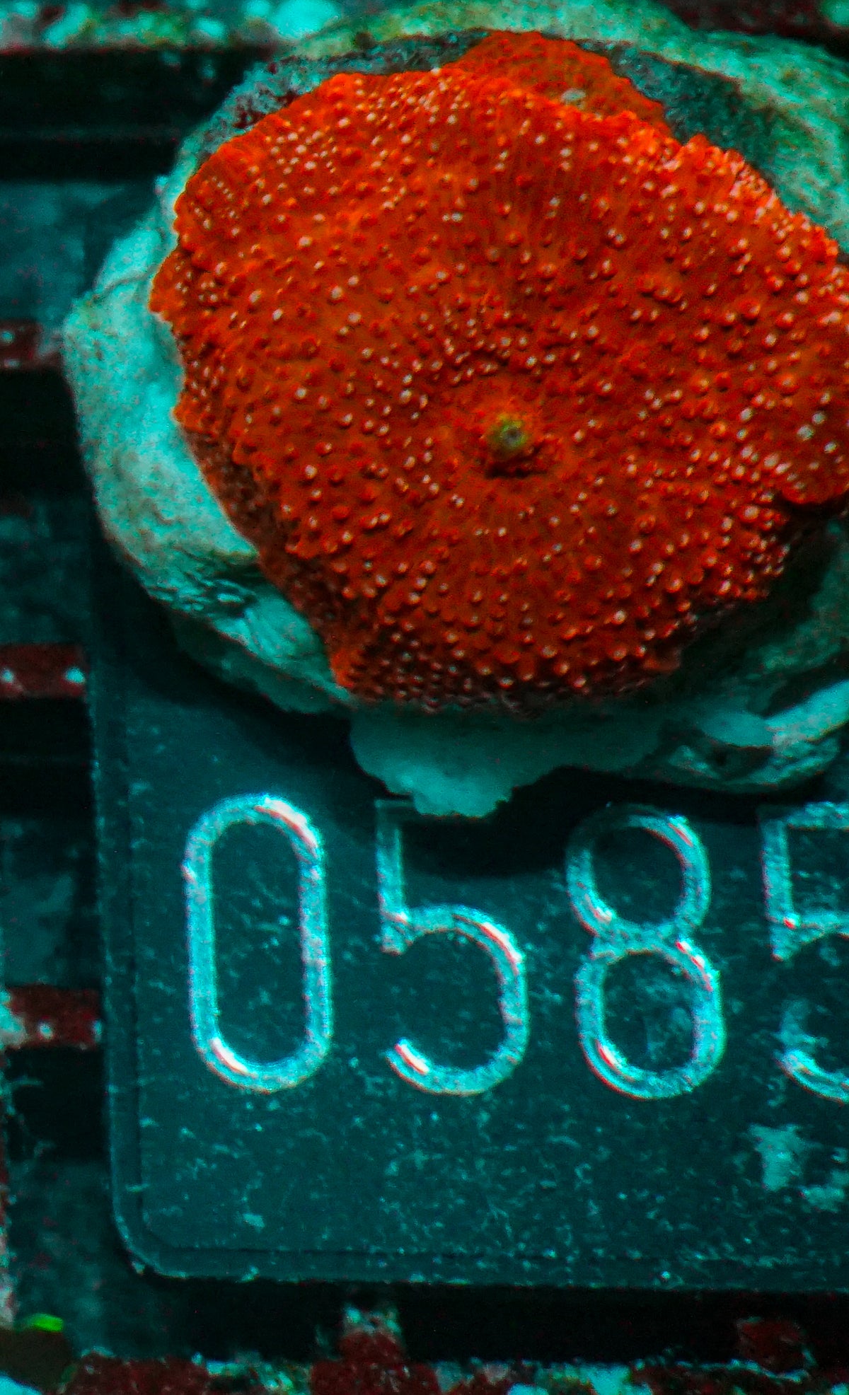 Discosoma sp. "rot"