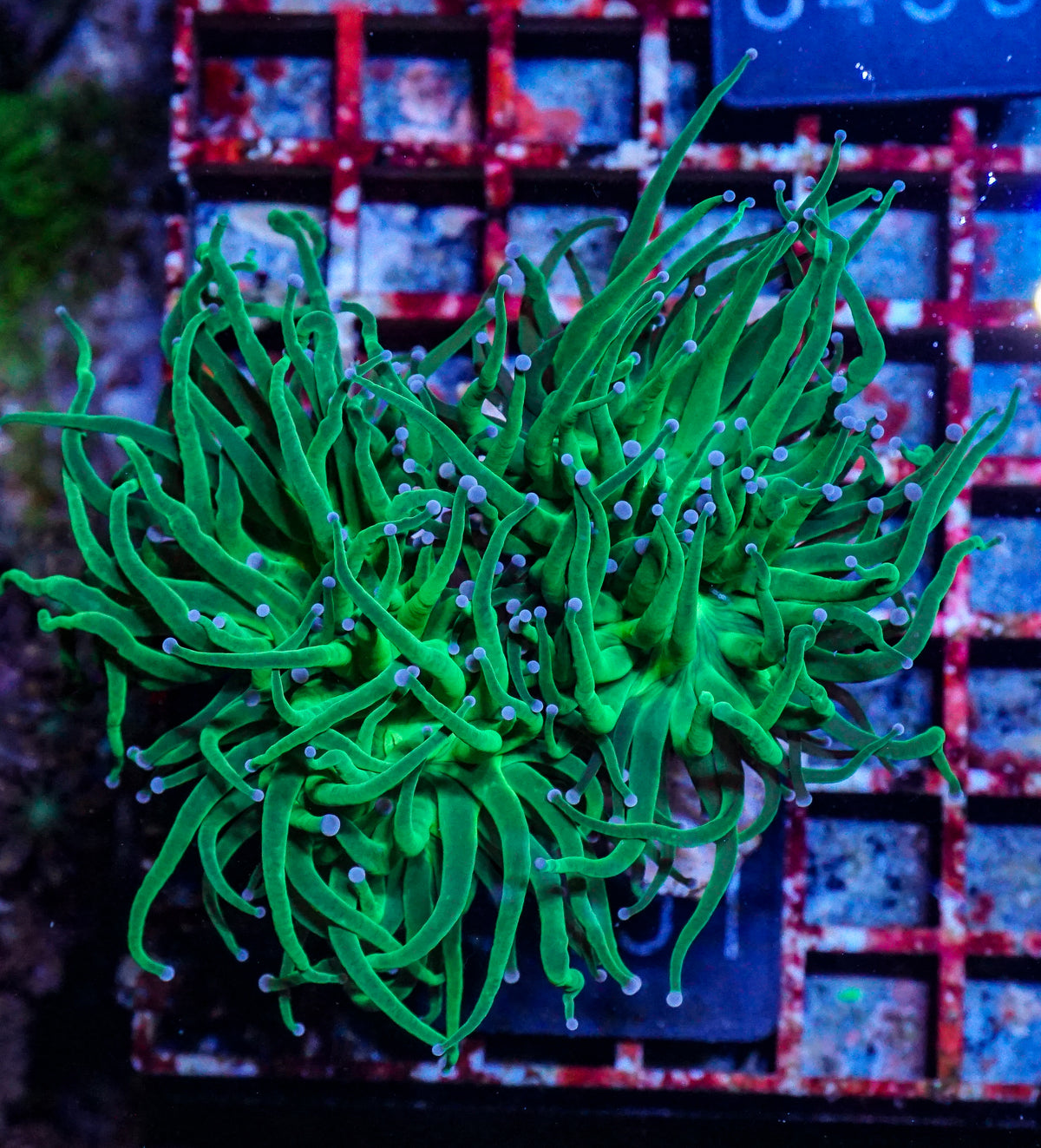 Euphyllia glabrescens "toxic green"