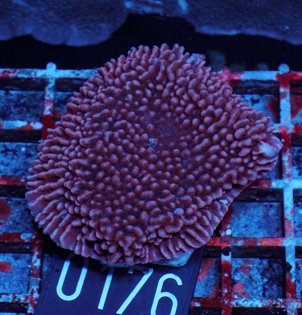Montipora undata/danae "rot"