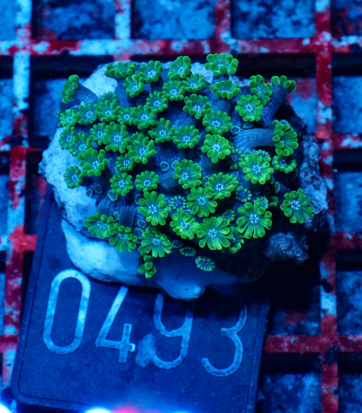 Alveopora sp. "grün"