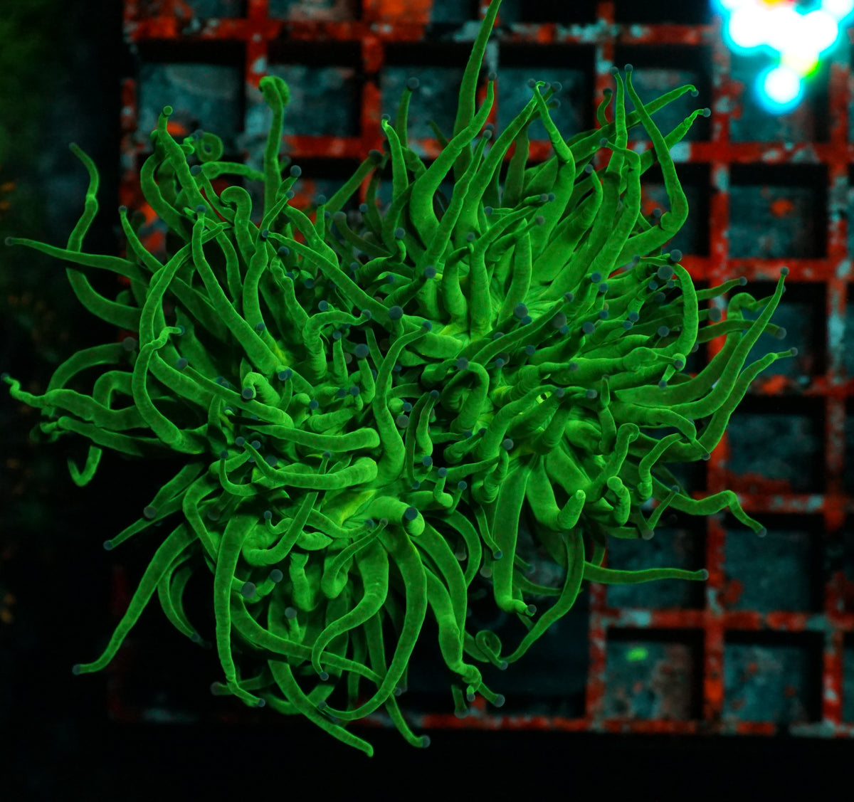 Euphyllia glabrescens "toxic green"