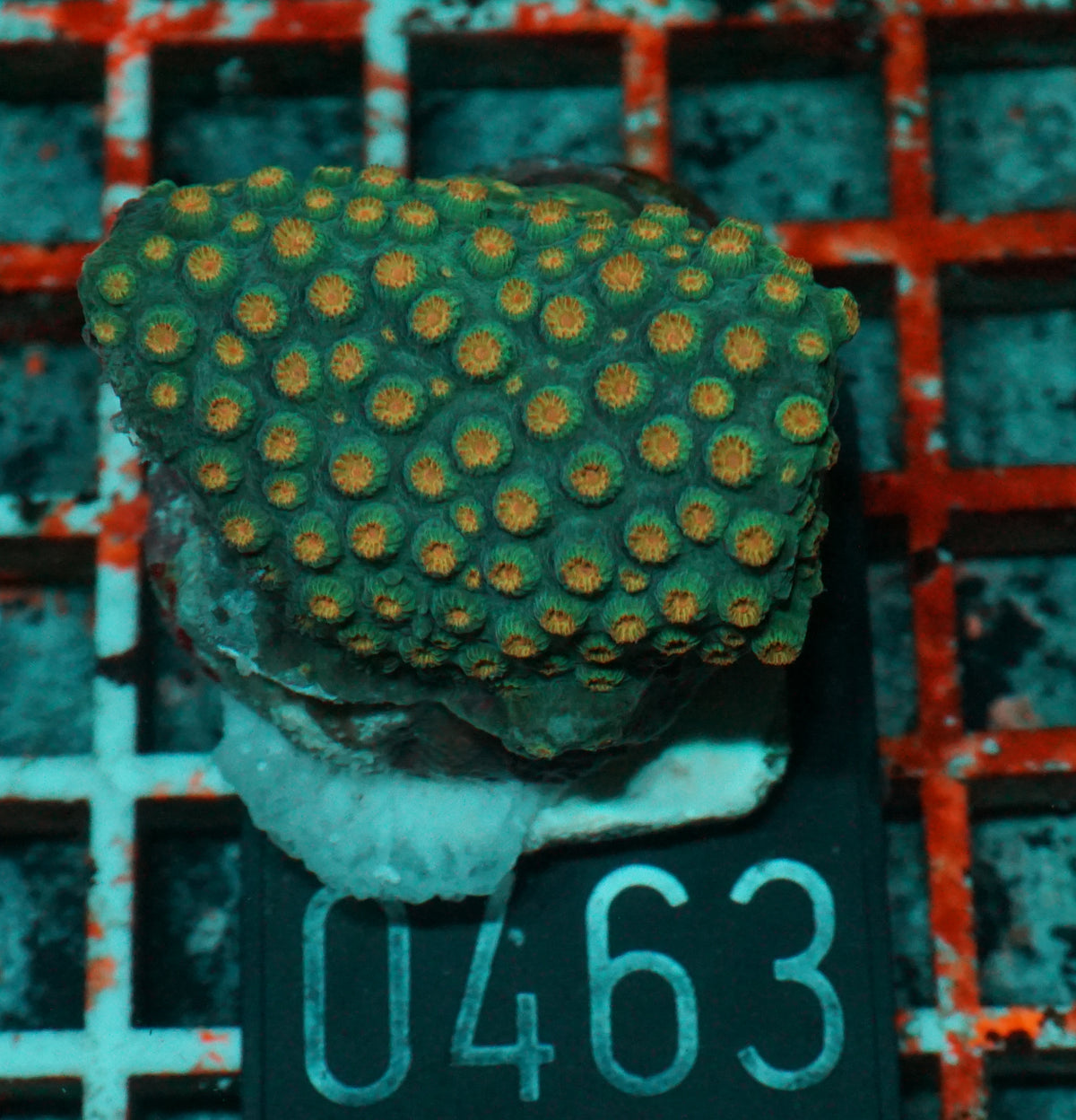 Cyphastrea microphthalma