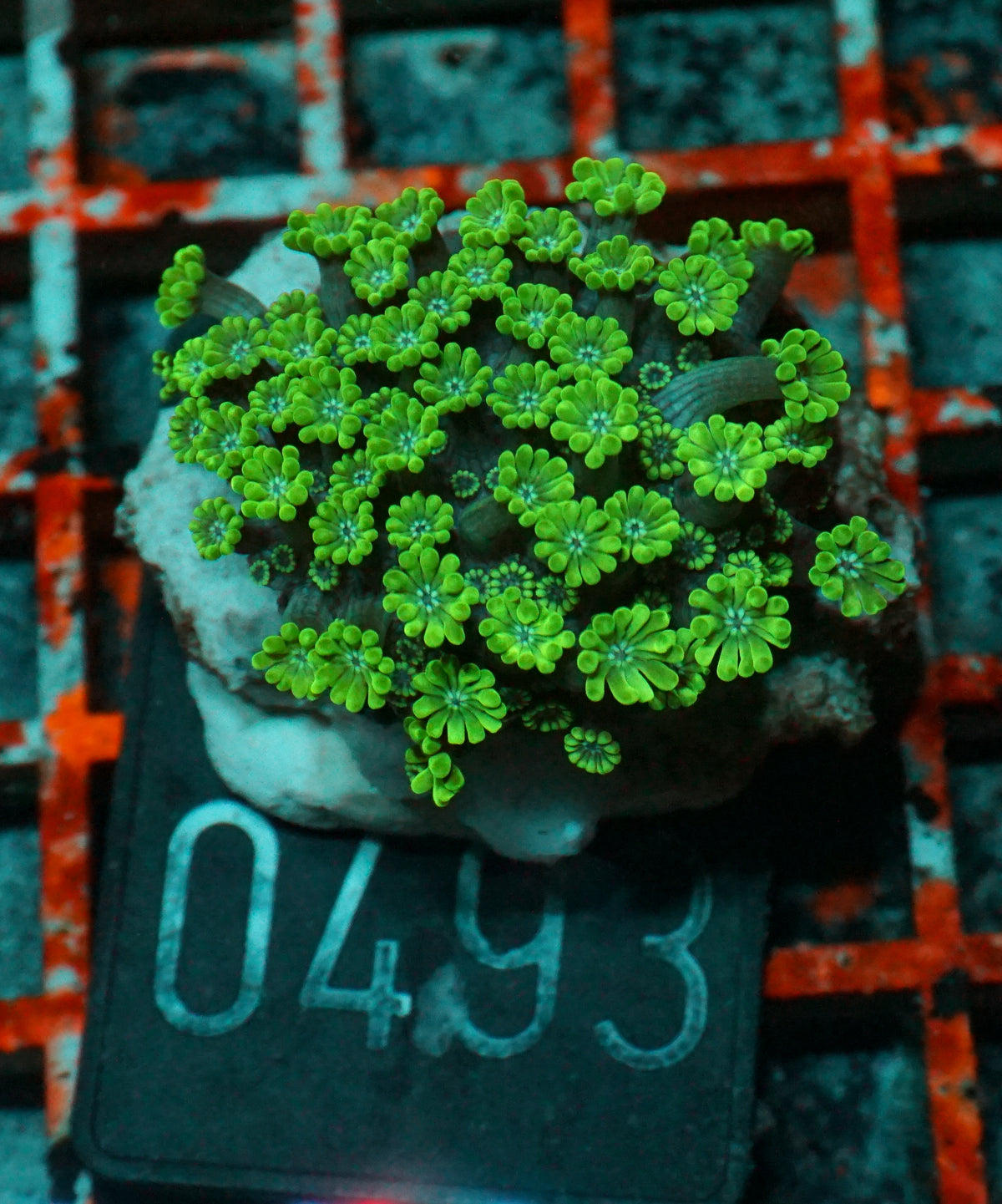 Alveopora sp. "grün"