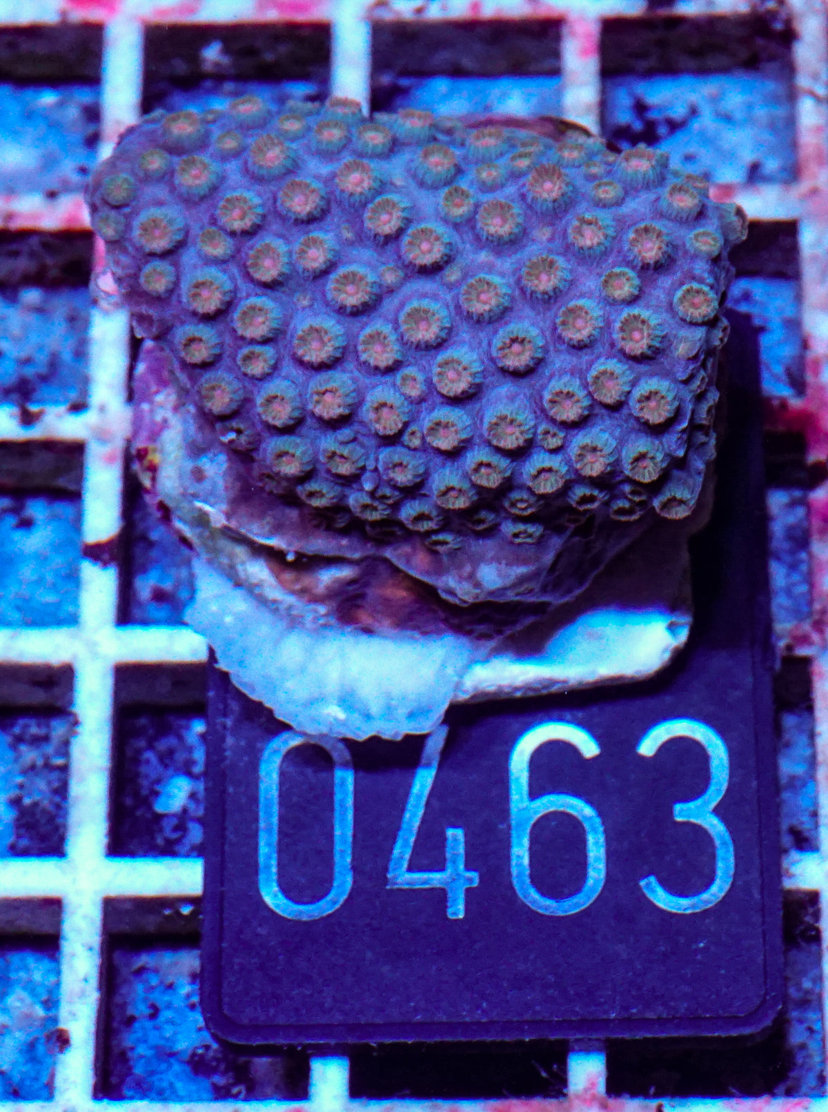 Cyphastrea microphthalma